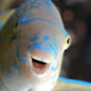 Meet your Posher, Fish